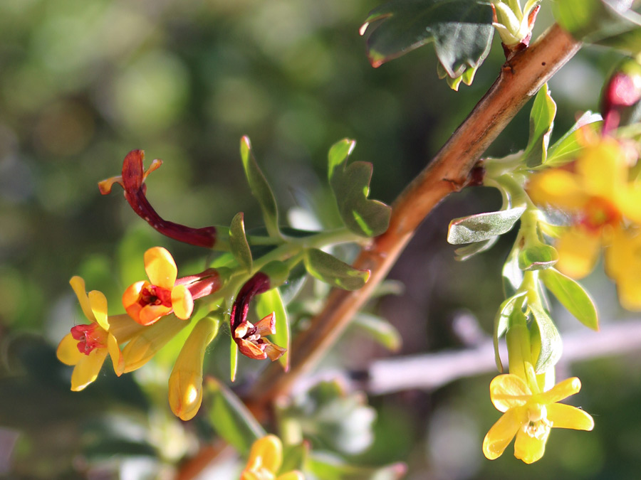 Reddish-yellow flowers