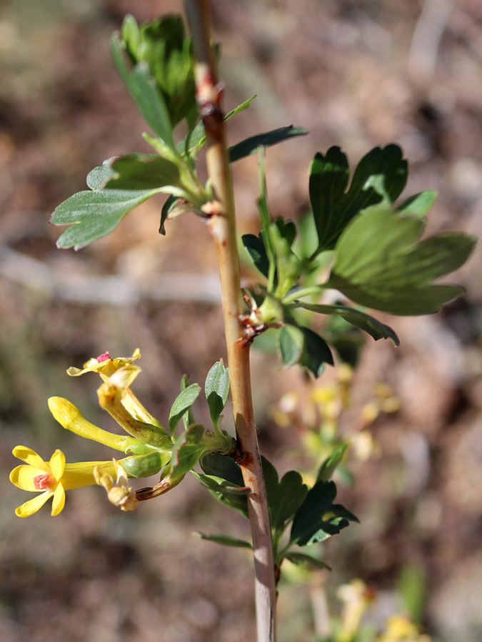 Stem and flowers