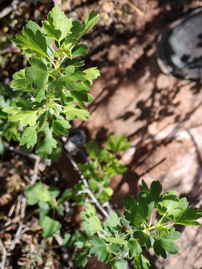 Toothed leaves