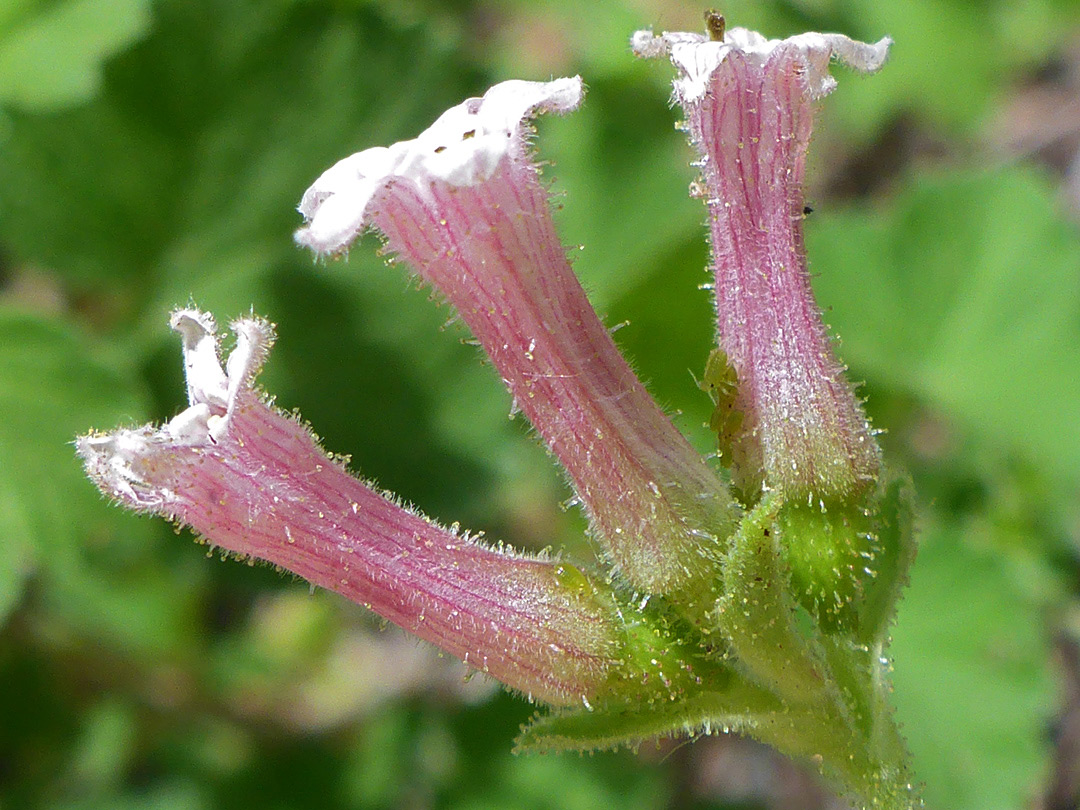 Three pink flowers