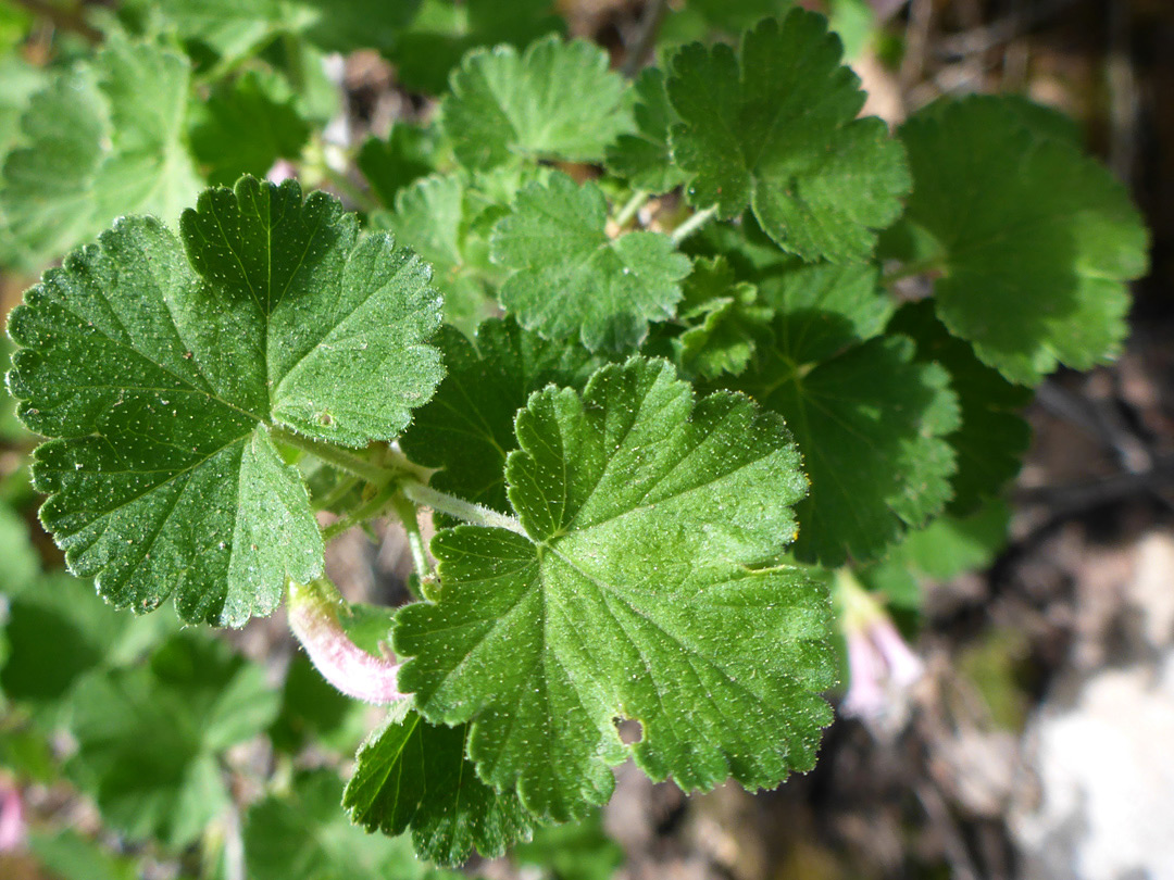 Rounded leaves