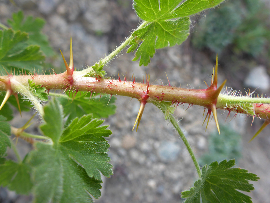 Prickly stem