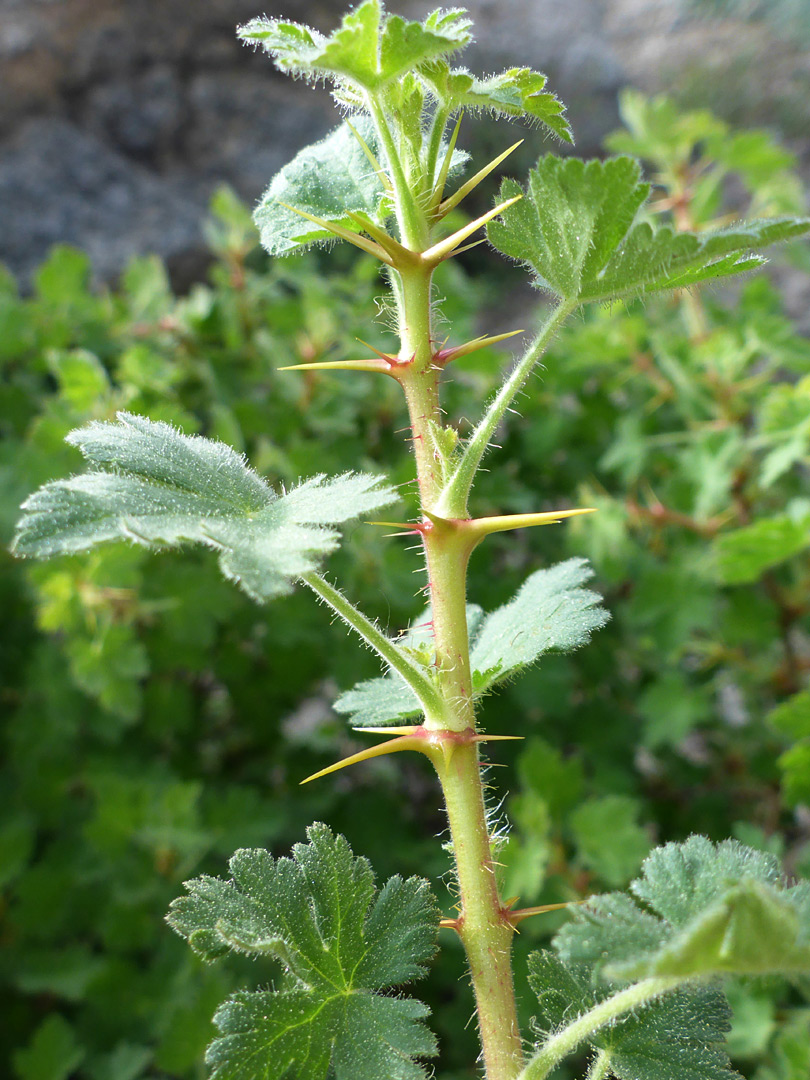 Upper stem leaves