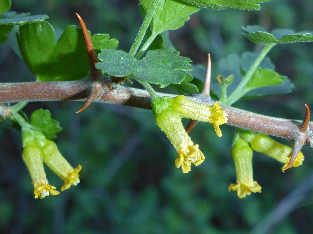 Thorny stem