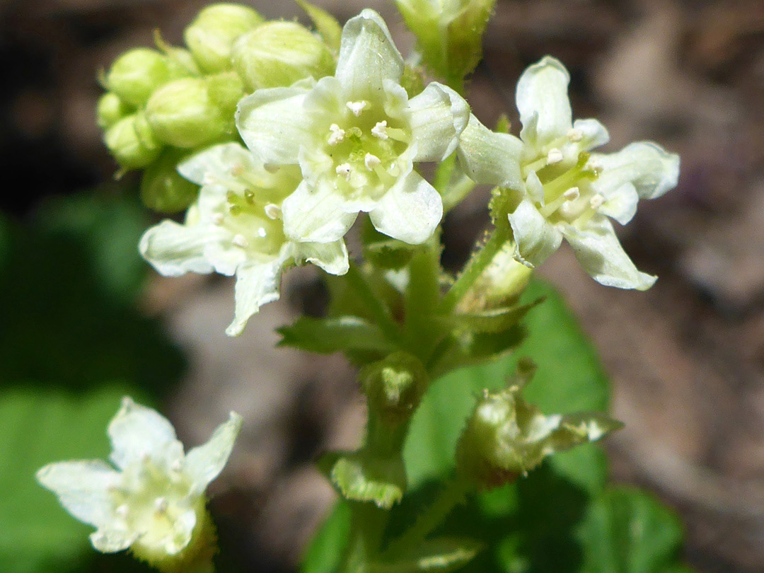 Five-lobed flowers