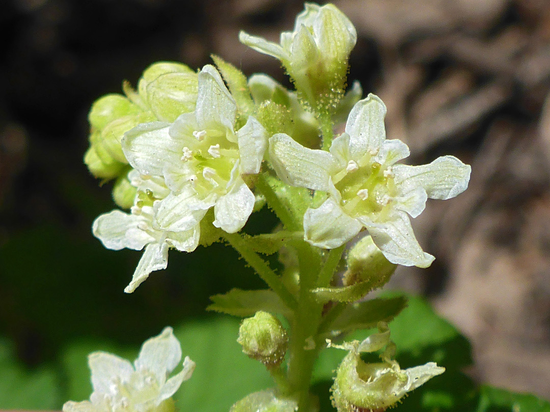 Greenish-yellow inflorescence