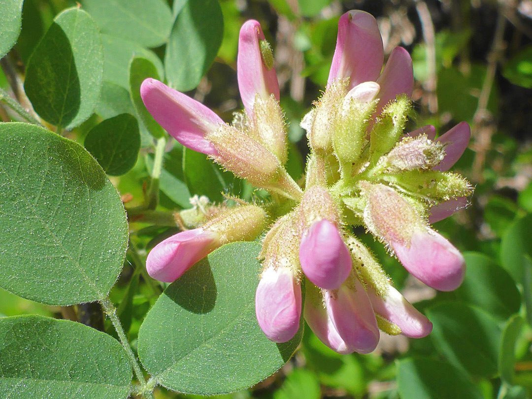 Pink flower