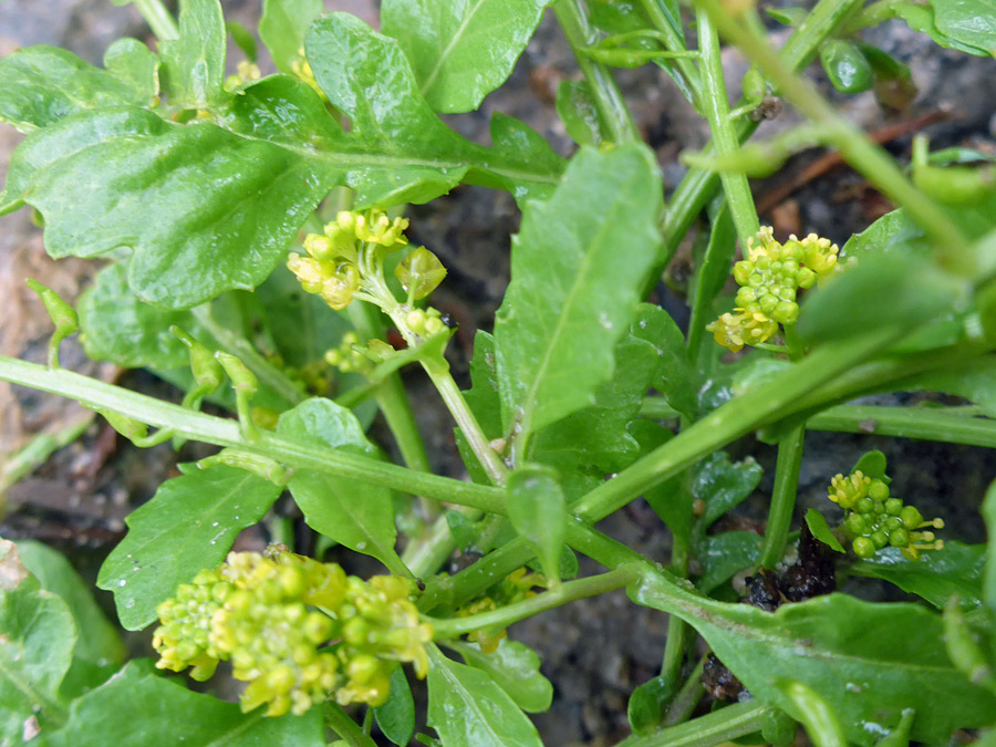 Leaves and flowers