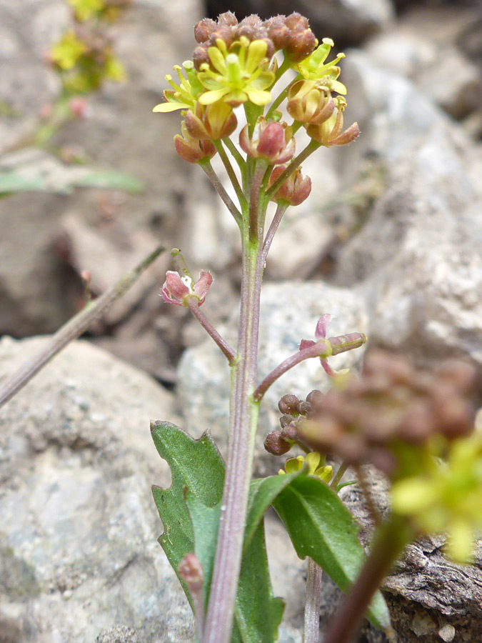 Buds and flowers