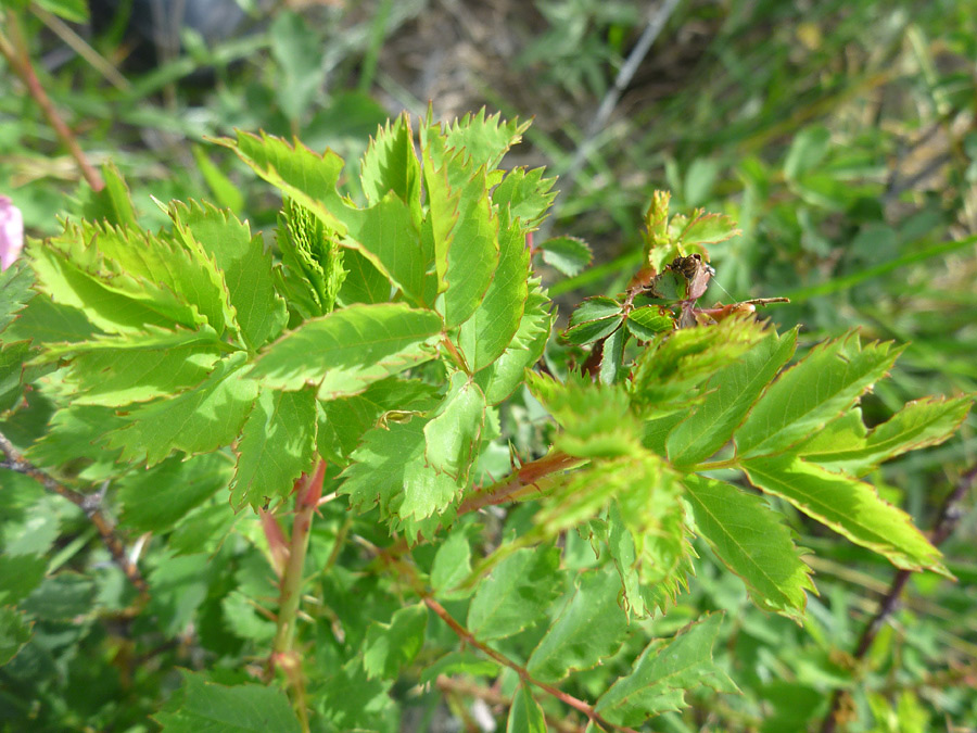 Compound leaves