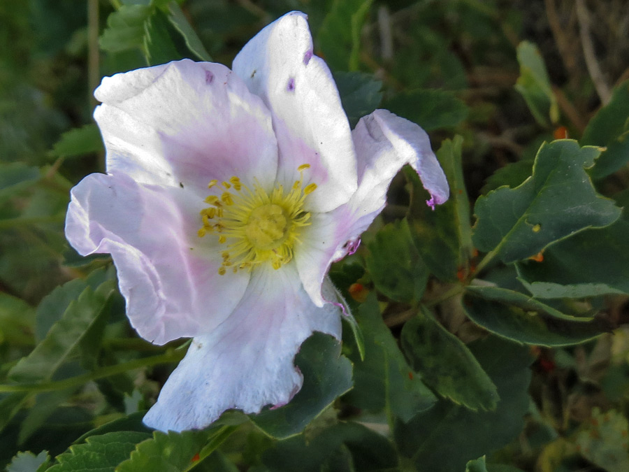 Leaves and flowers