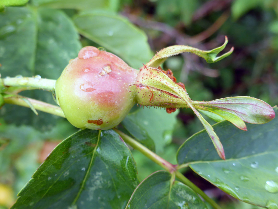 Fruit