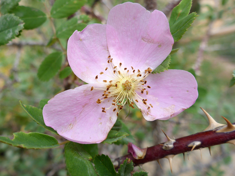 Flower and prickles