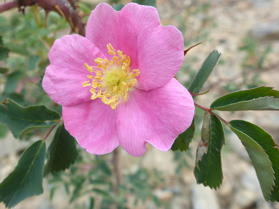 Large flower