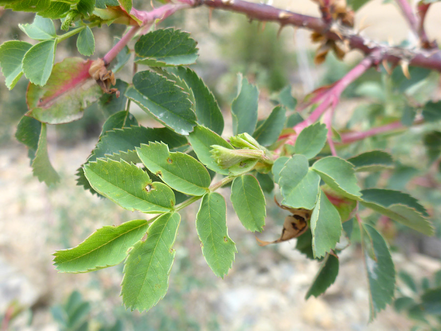 Leaves