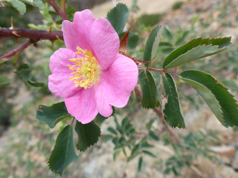 Dark pink flower