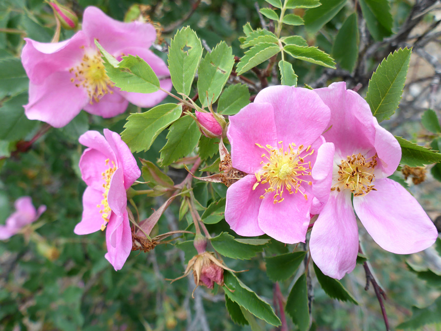 Flowers and leaves