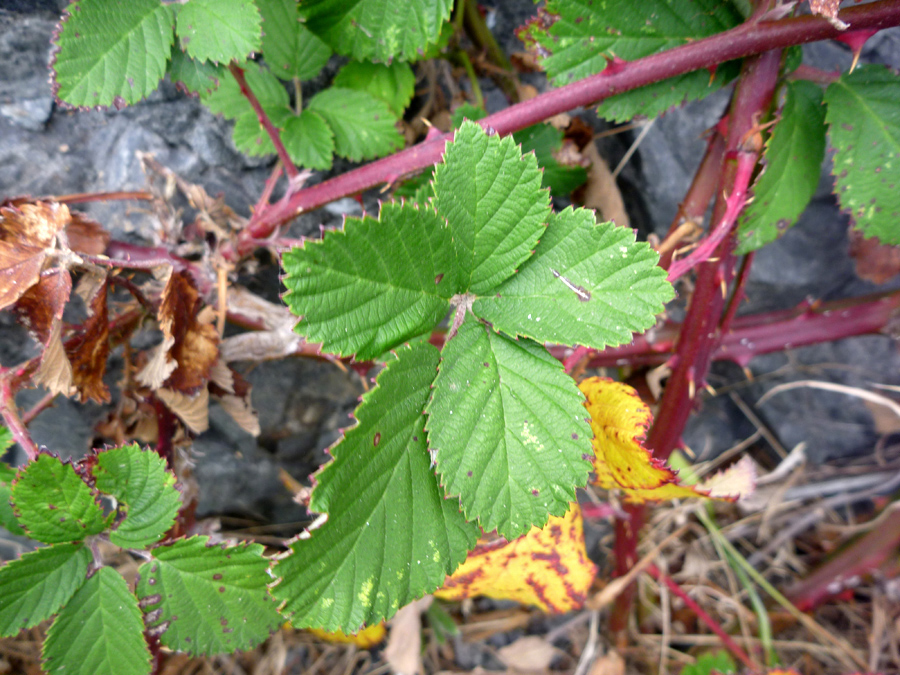 Red stems and green leaves