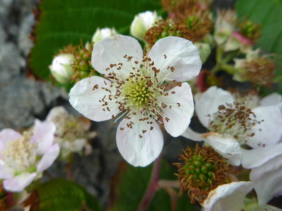 Five white petals