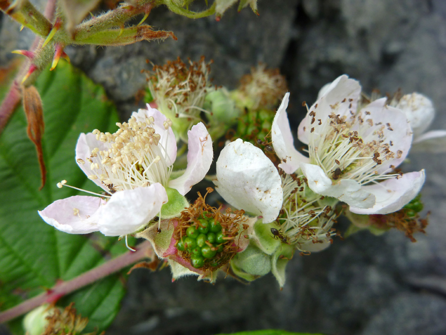 Developing fruit