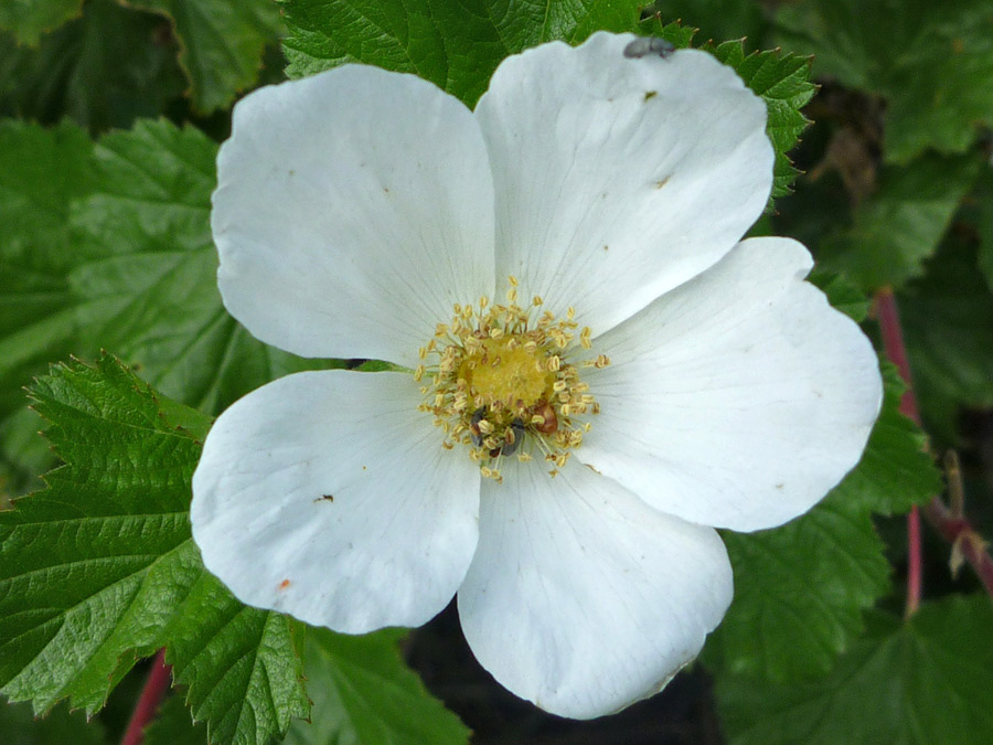 Round white petals