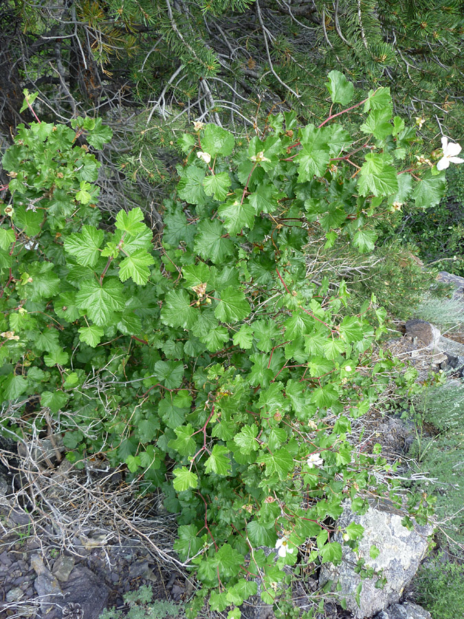 Leaves