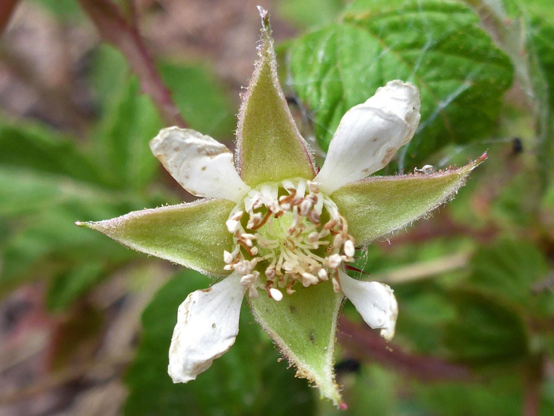 White petals and green sepals