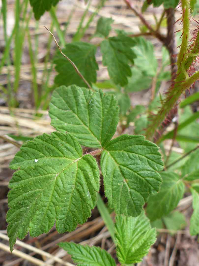 Toothed leaflets