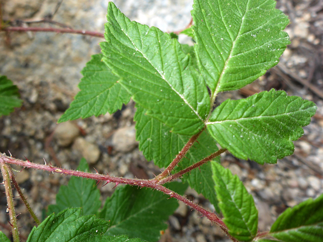 Stem and leaves