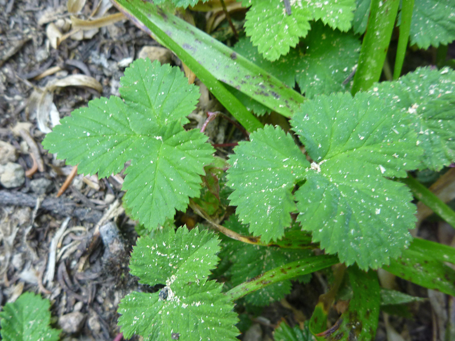 Toothed leaves