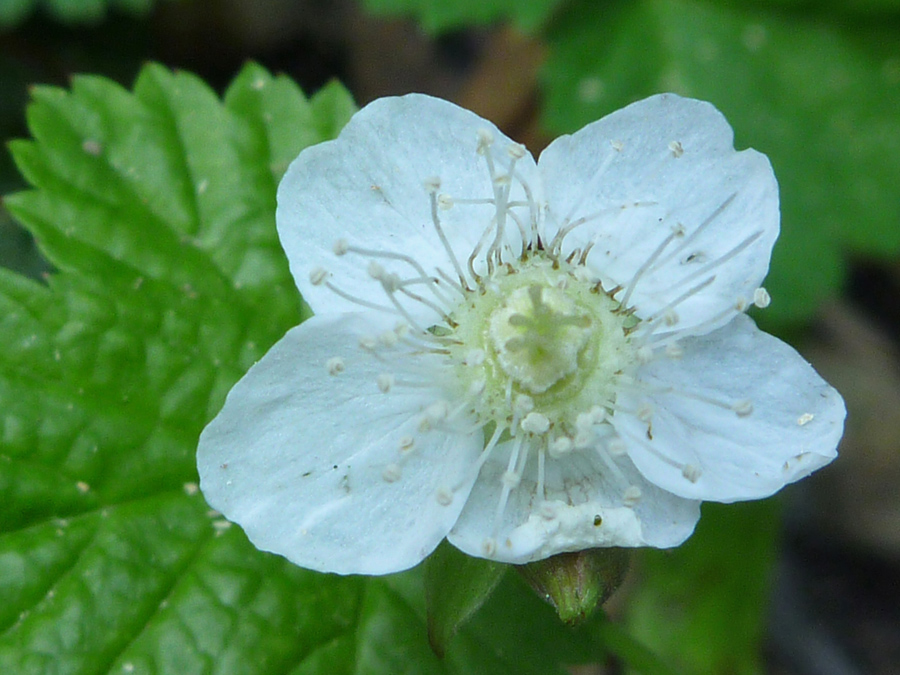 White petals