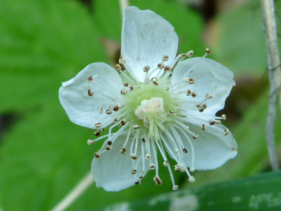 Brown anthers