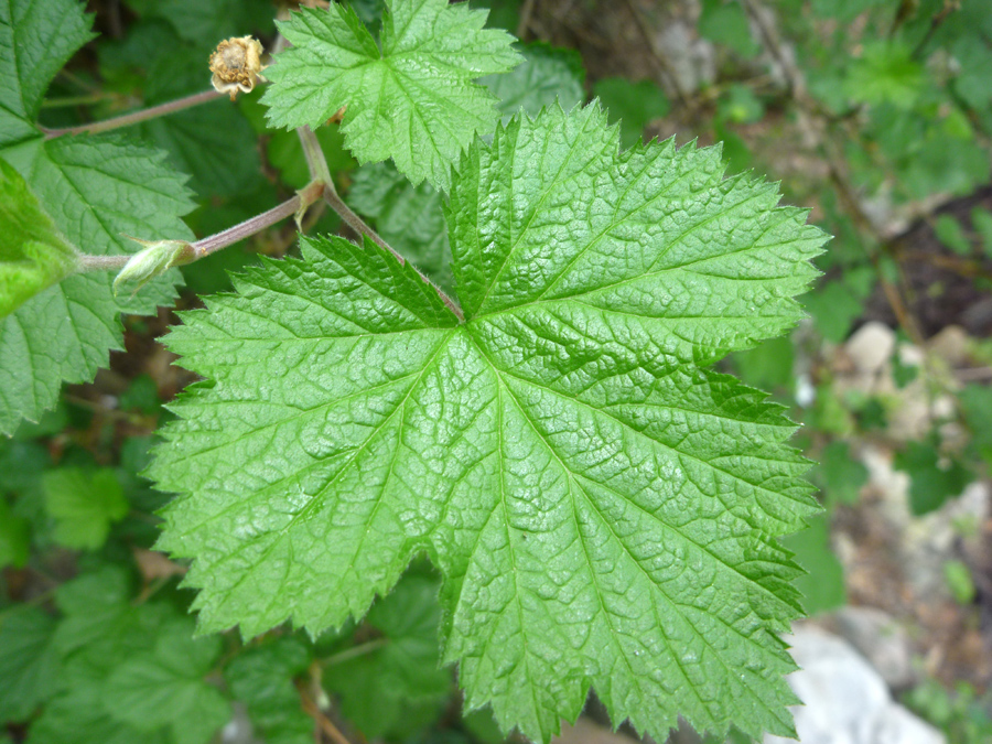 Toothed, lobed leaf