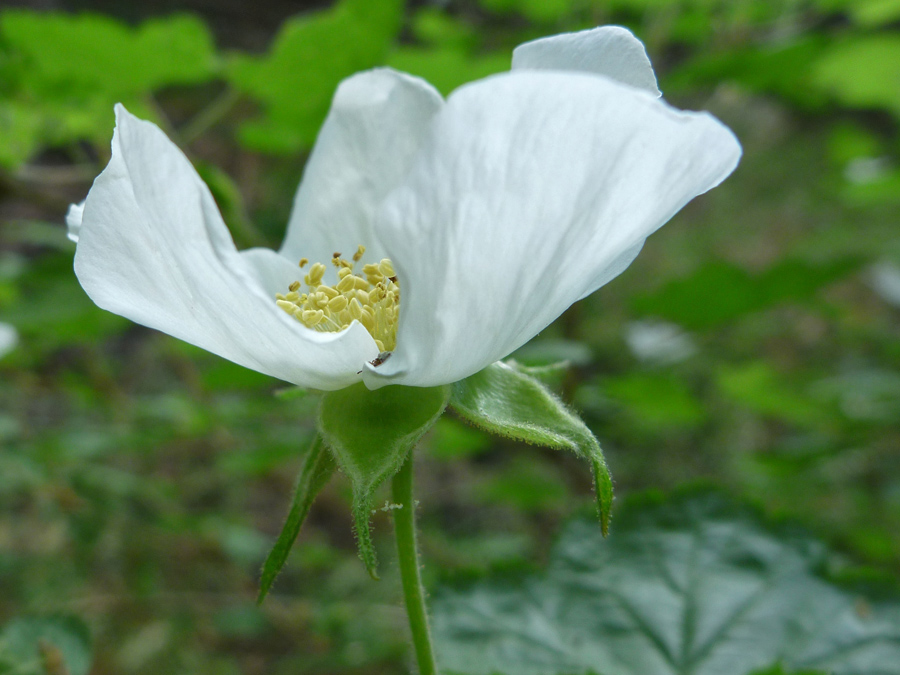 Side of a flower