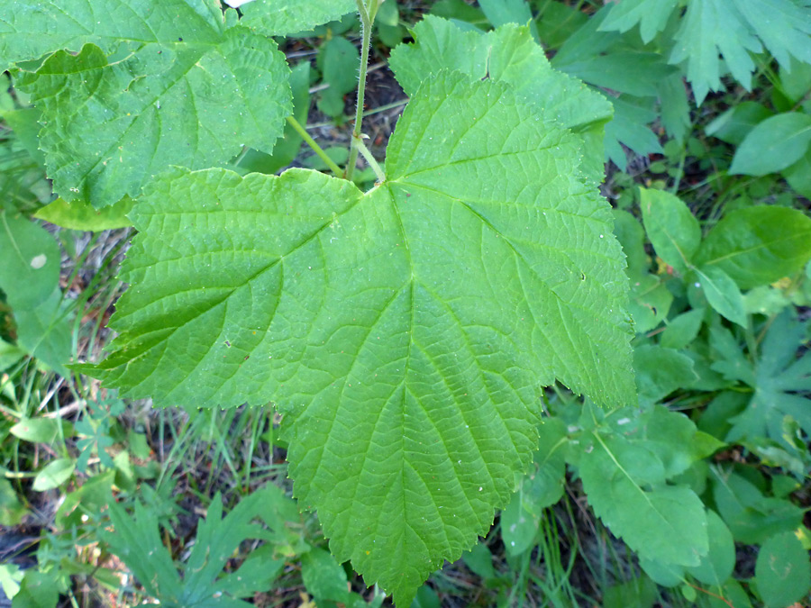 Lobed leaf