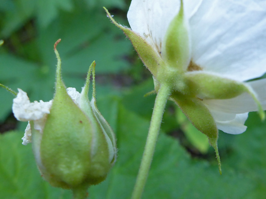 Pointed sepals