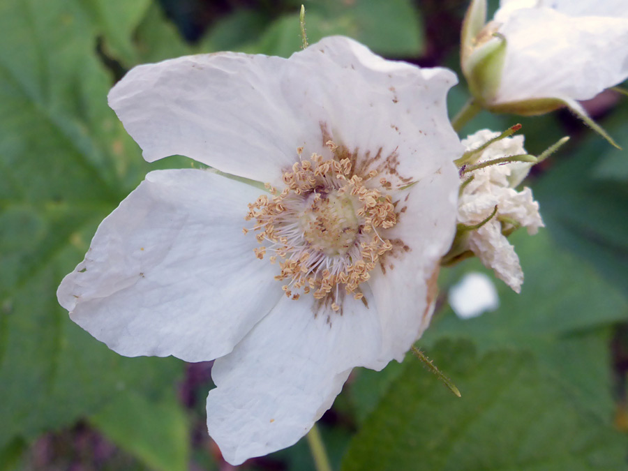 White flower