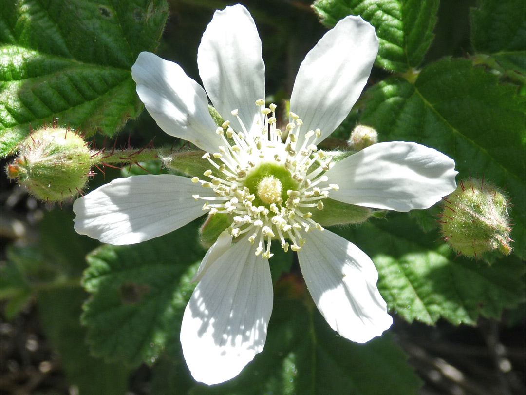 White flower