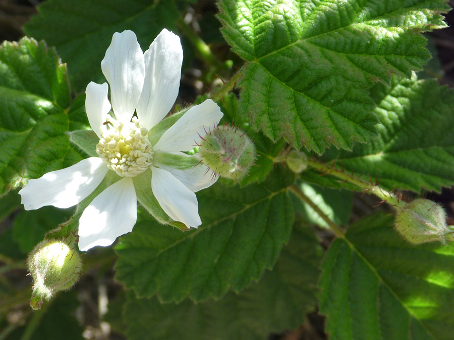 Flower and buds