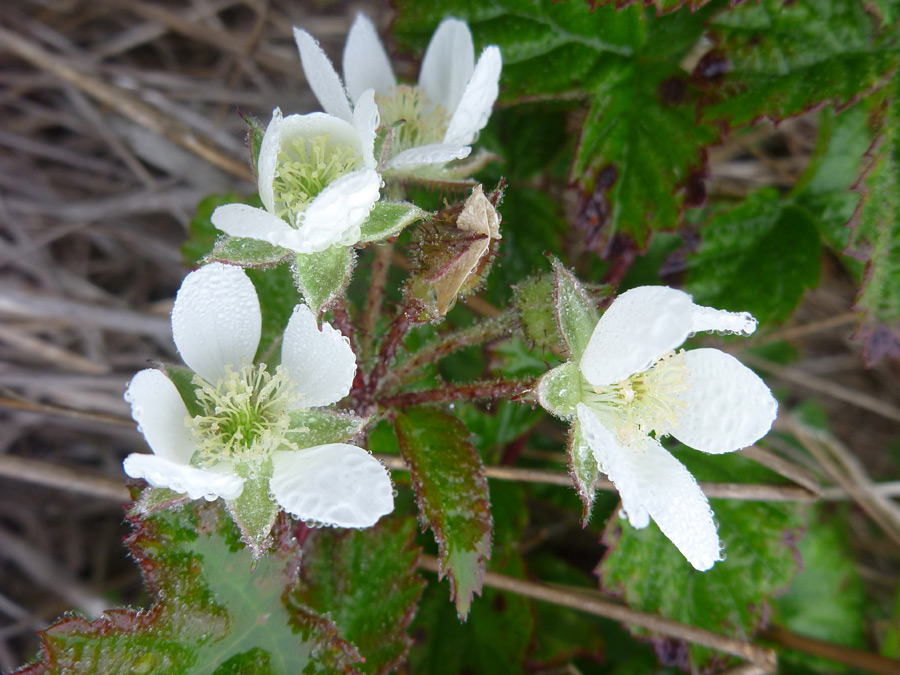 Four flowers