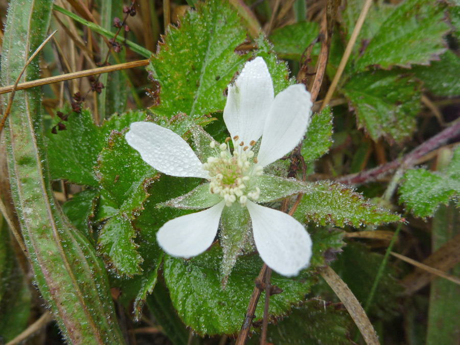 Flowers and leaves