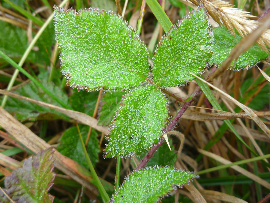 Dew on leaves