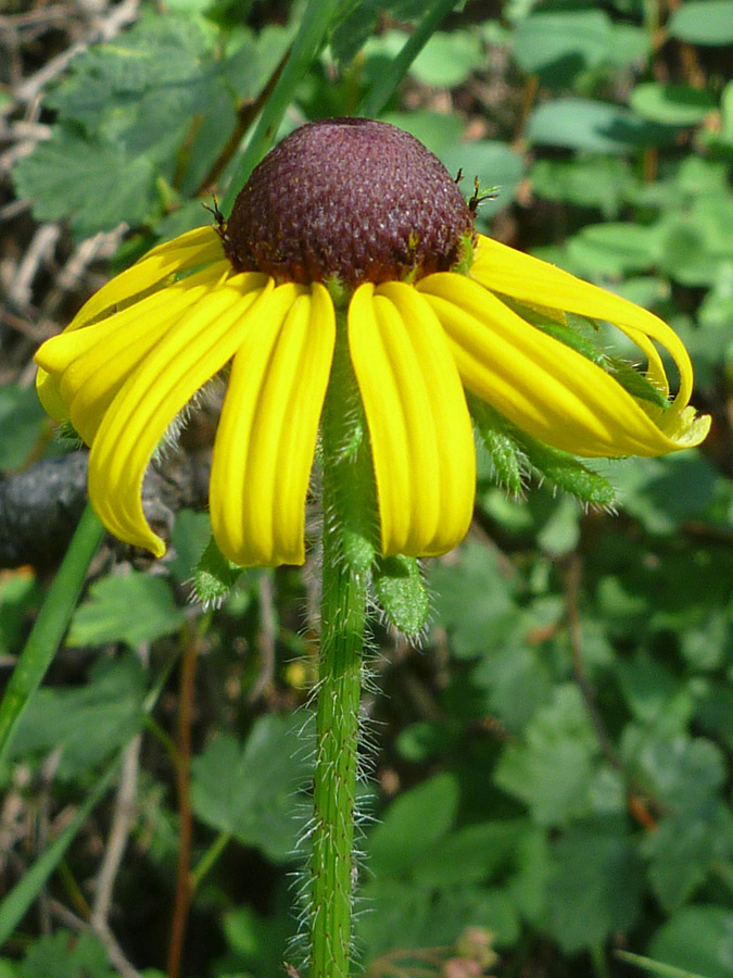 Yellow ray florets