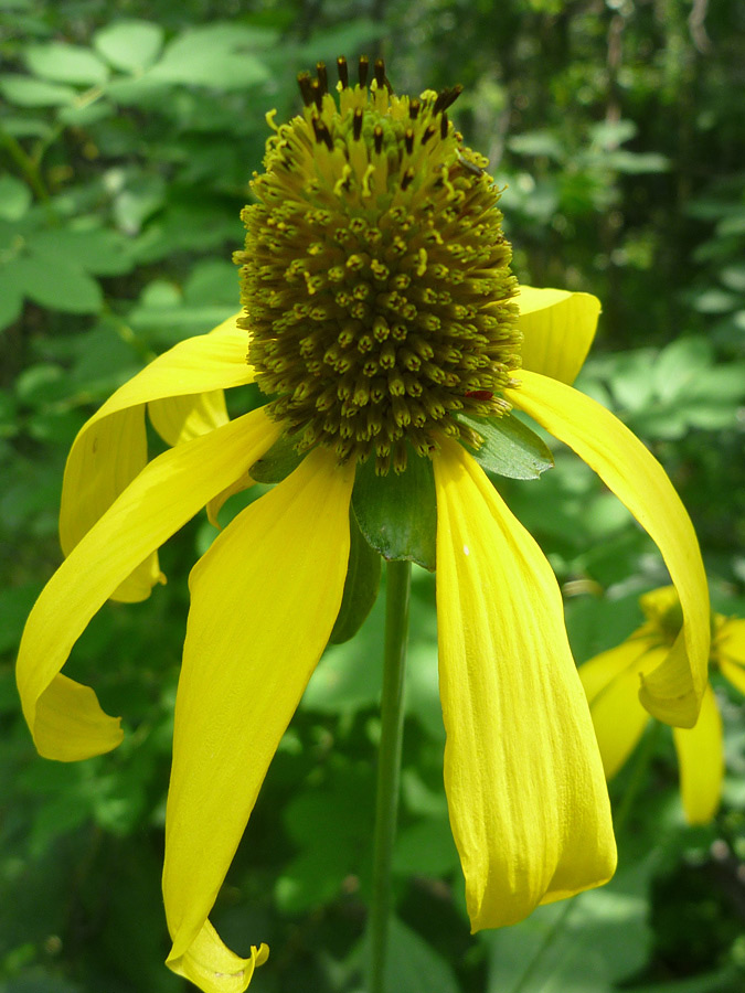 Cone-shaped flower