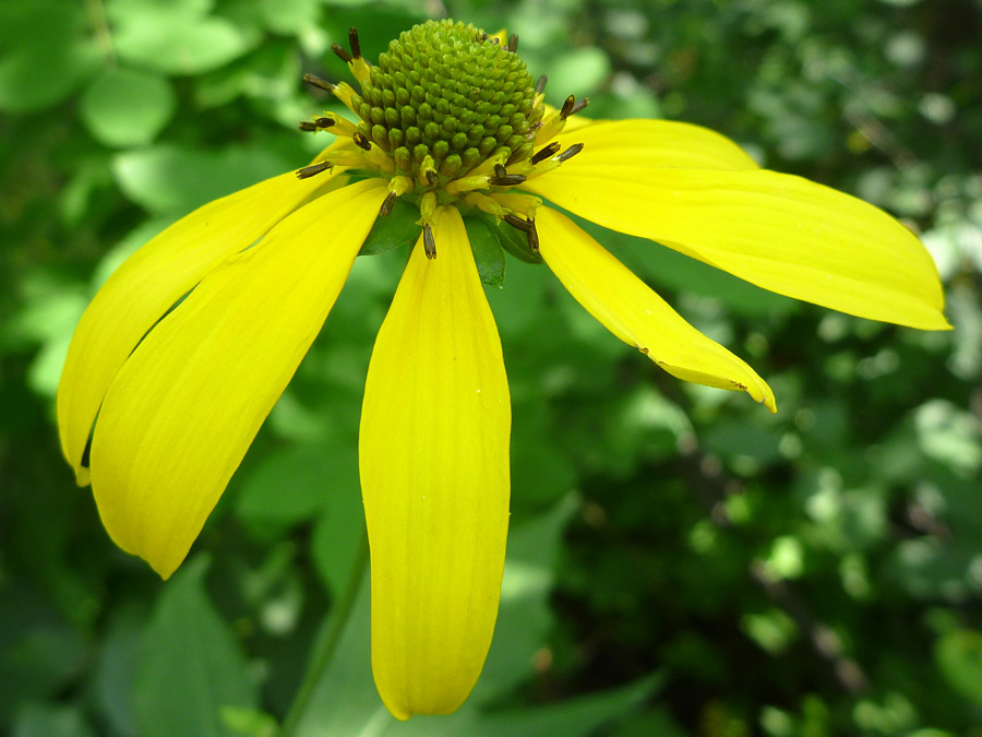 Flowerhead