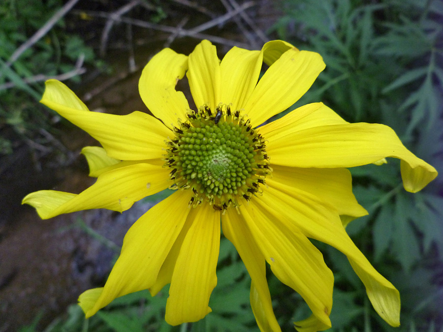 Green disc florets