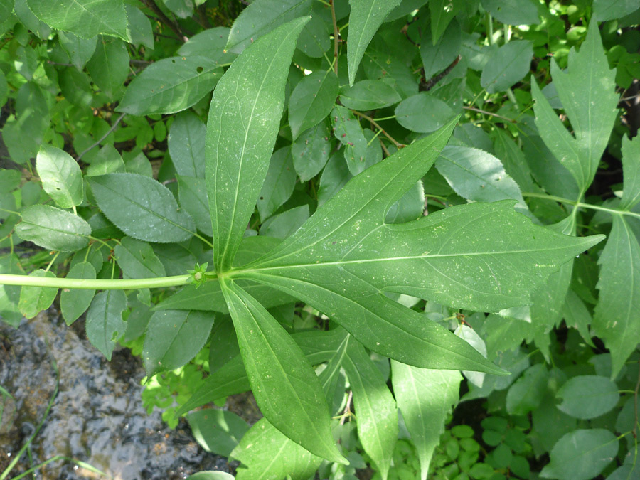 Green leaf