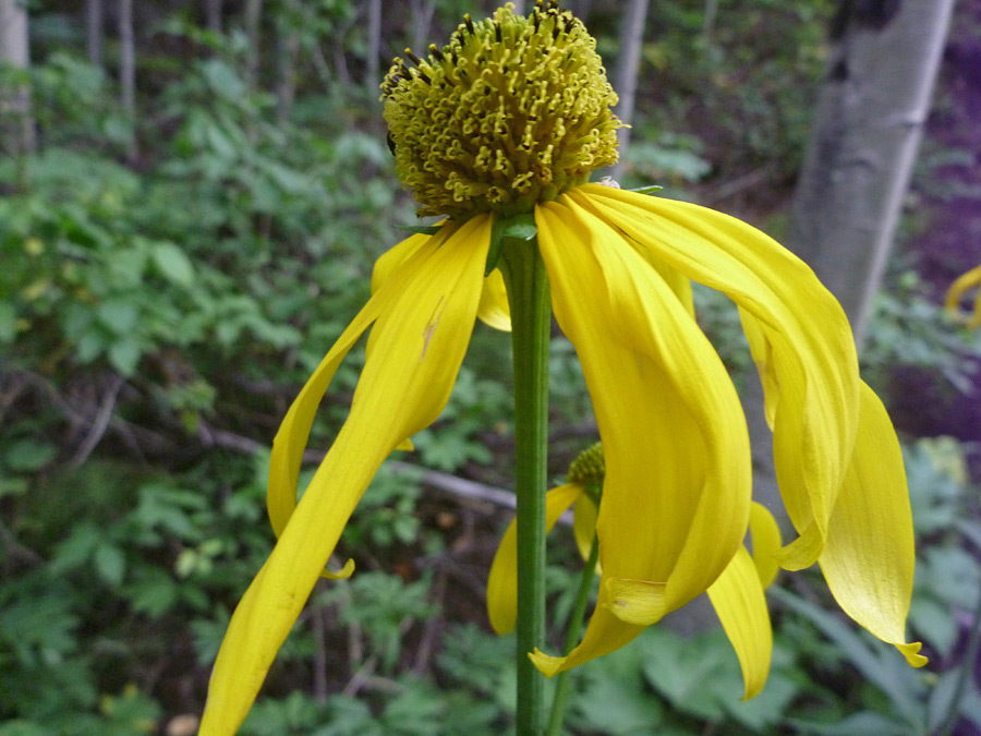 Drooping petals