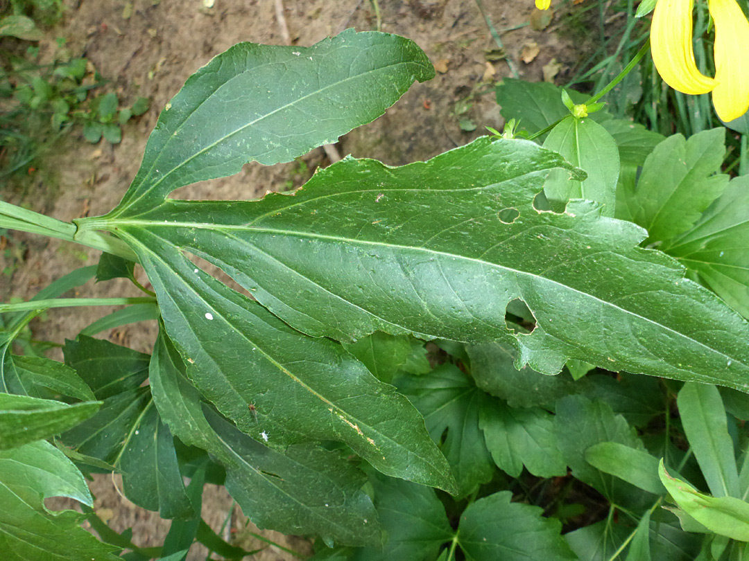 Lobed leaf