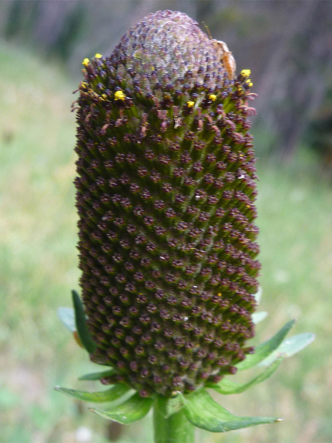 Brown flowerhead